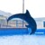 水族館海豚