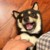 柴六斤
