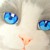 Blue-Eye