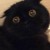 黑猫
