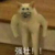 航鱼哥