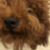 狗系统