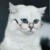 猫月系统