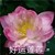 石小蓮英語(yǔ)老師