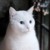猫妖须须