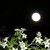 夜来香