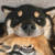 柴六斤