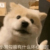 小鱼