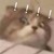 狗