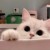奶糖