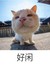 龍?zhí)捉巧l都是