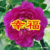 老师