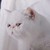 猫友