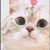 猫（胖达）