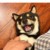柴六斤