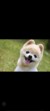 艾迪犬