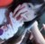 許荼