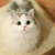 界（黑化猫形态）