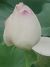 花好月圓（系統(tǒng)）