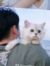 老猫