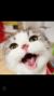 天涯灵猫