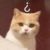 猫猫