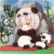 阿石