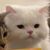闵玧其（猫猫状态）
