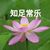 苏母