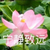 陶爸