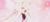 红家家长