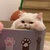 咕子