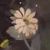 病人花花