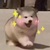 主持人