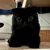 零零猫猫