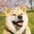 柴犬系统