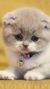 君吾猫