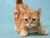 风信猫