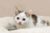 裴宿猫