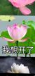 劉卿華
