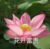 花开富贵系统