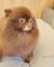 Kuma