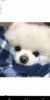 龙套