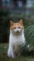猫咪