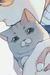 顾辉（猫体）