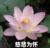林妈