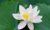 茶白白（白莲花）