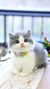 猫旁白