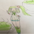 綠茶