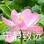 杨汶歌